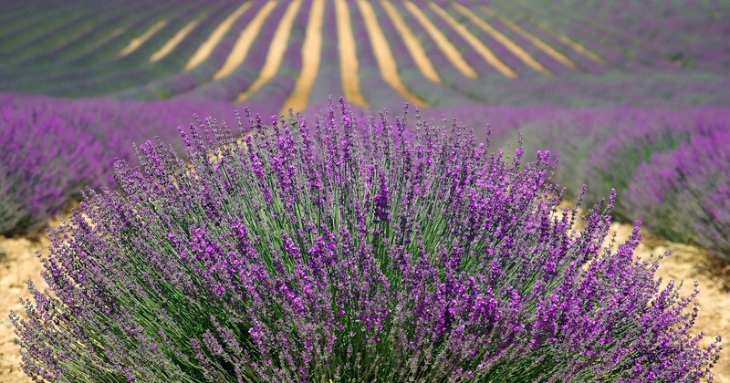 La liste complète des verbes d'état (et le critère exact pour en ajouter)