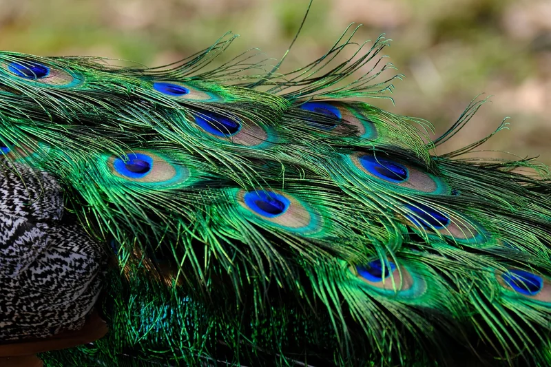 Couleurs naturelles : oubliez les colorants chimiques
